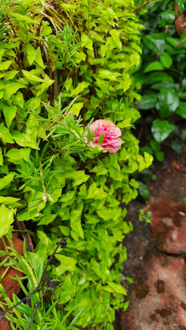 Green after the rain