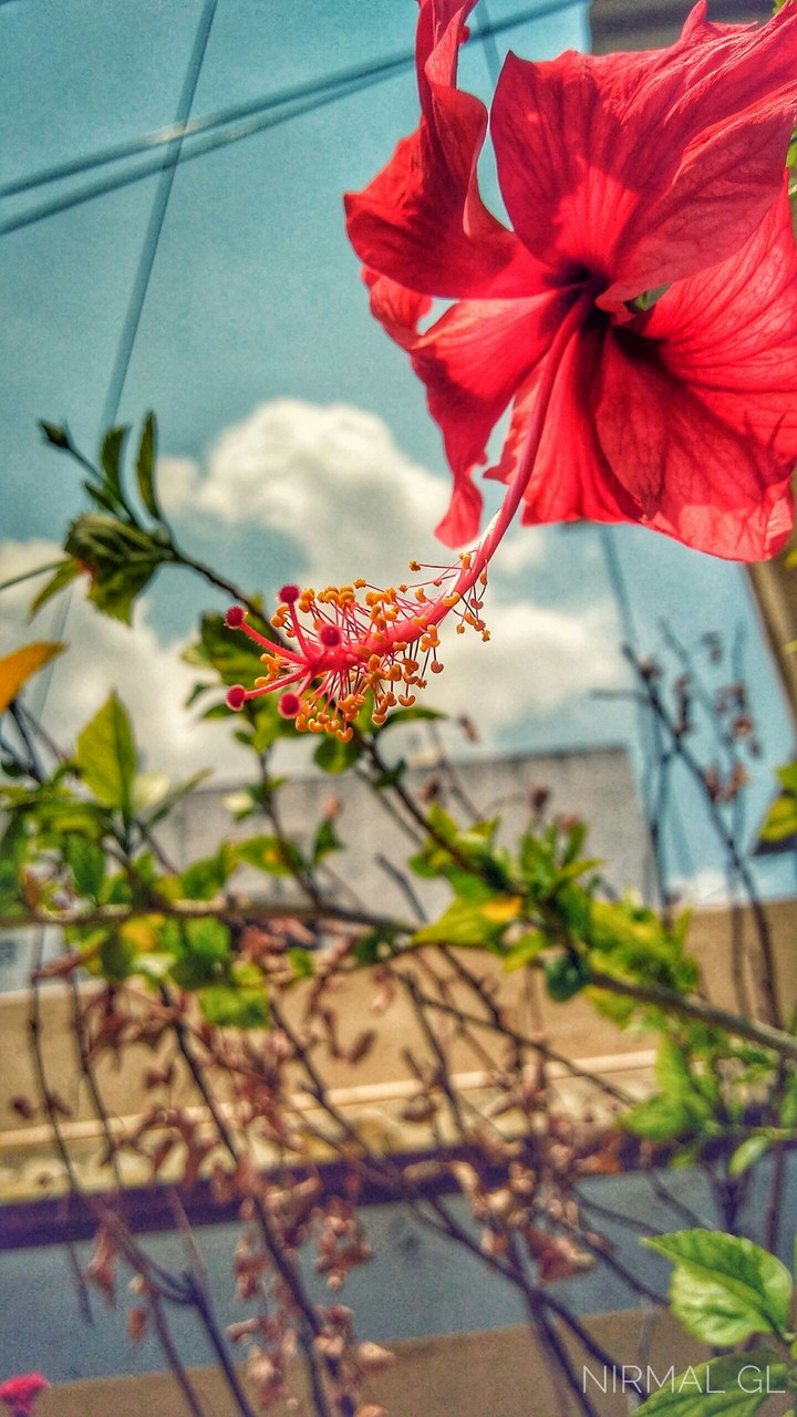 Bloom Flower