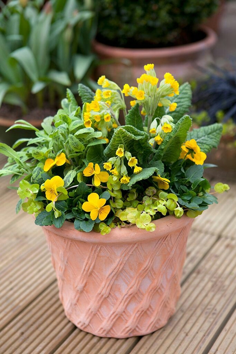 houseplant, yellow achtergronden