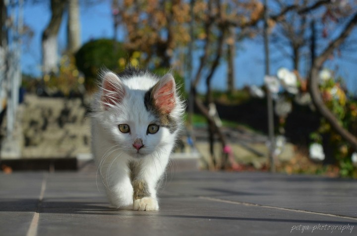 cat