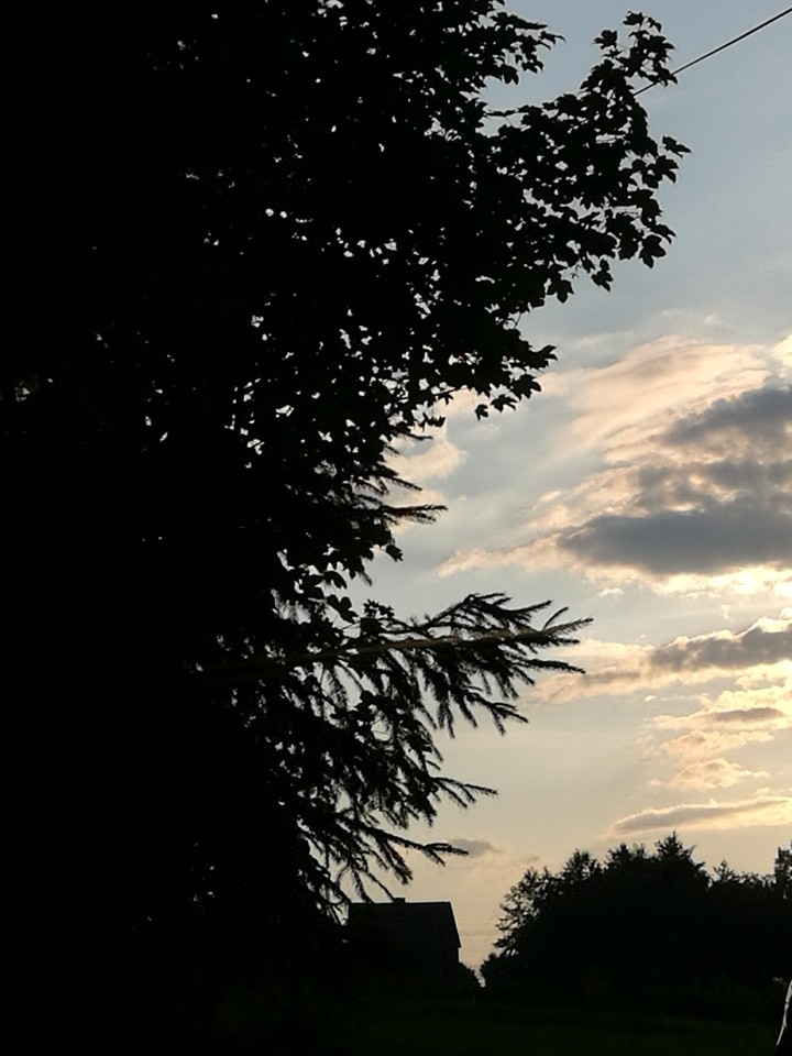 tree