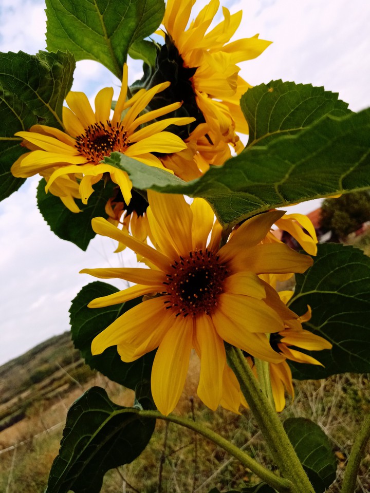 Sunflower