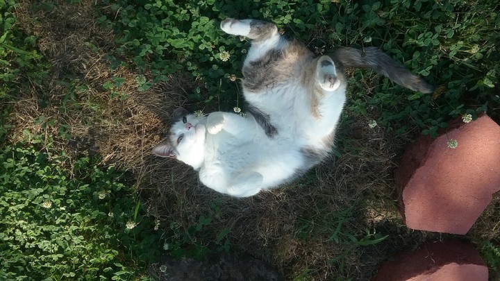 calico cat