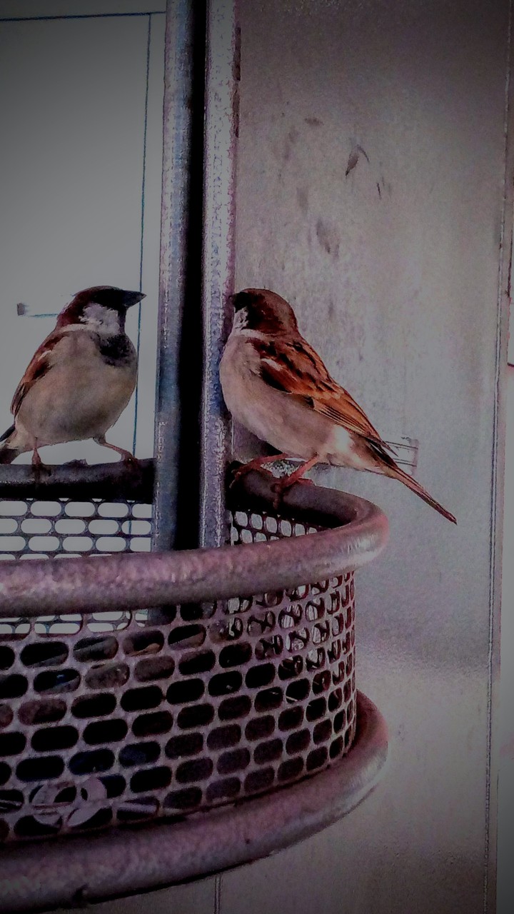 Bird