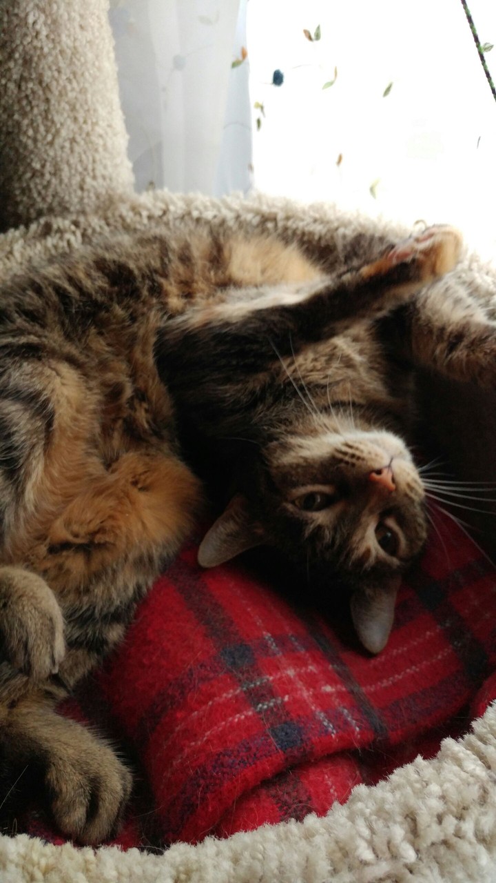 cat loves belly rubs