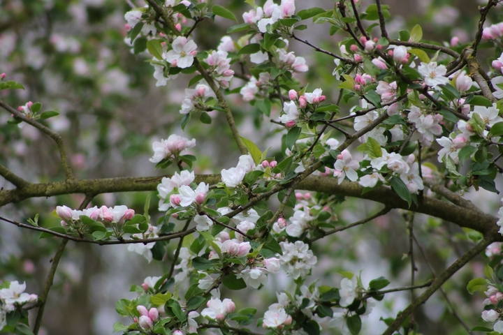 Blüten