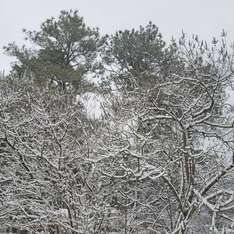 snowy day