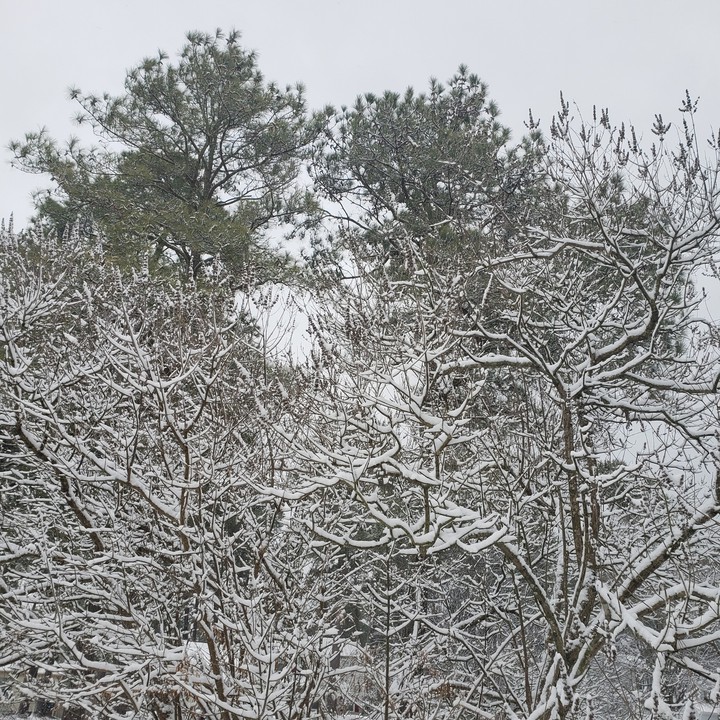 snowy day