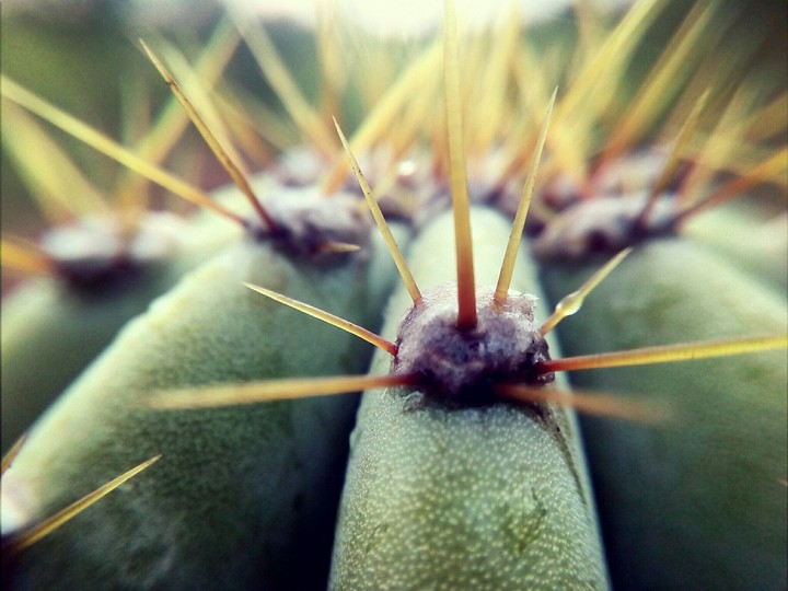 Cactus