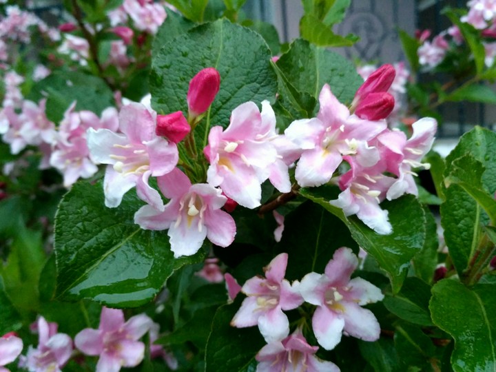 after the rain