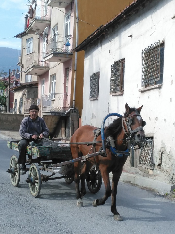 horse