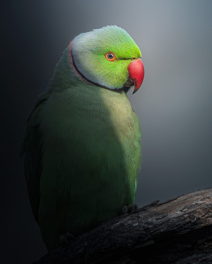 Parakeet