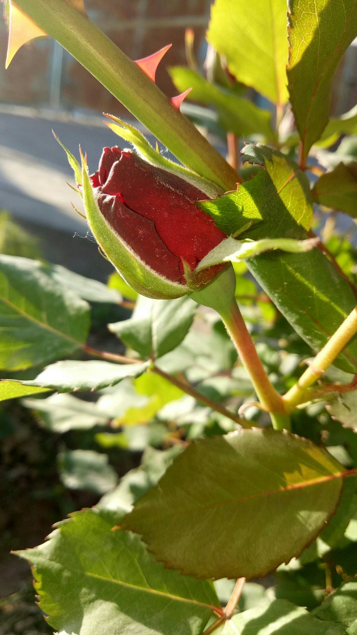 rose