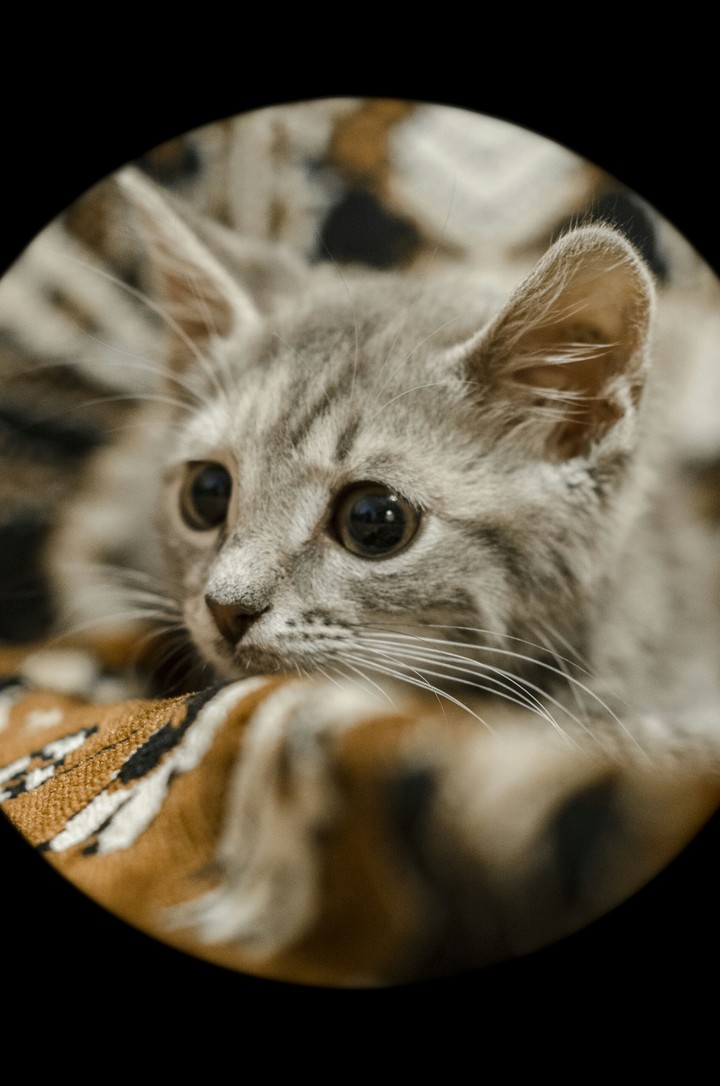 Cat Lovers