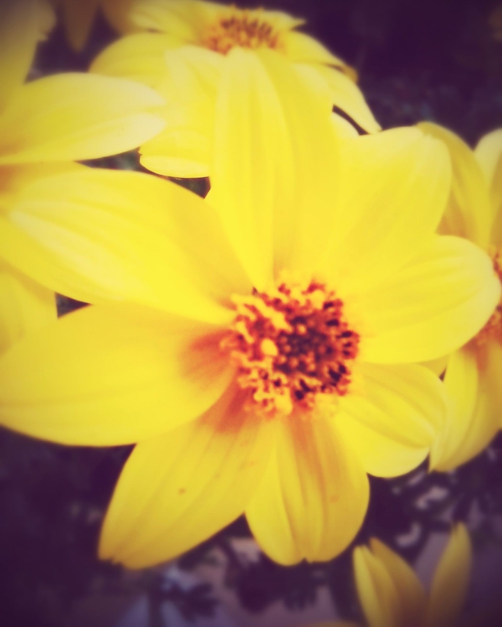 Yellow Flower