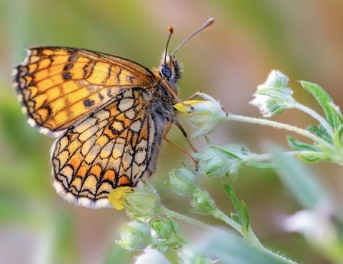 sfondi boloria, arthropod