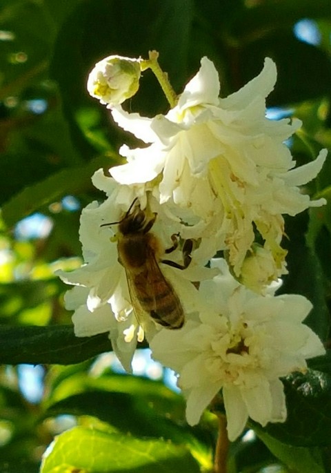 Bee