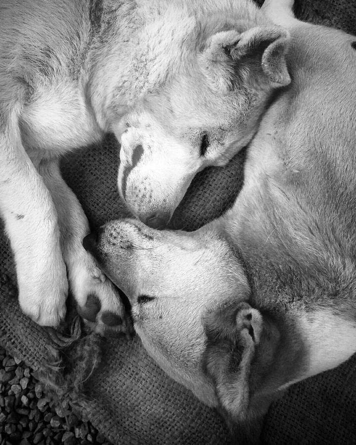 doggy