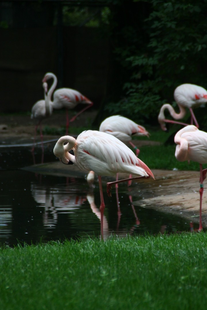 flamingo