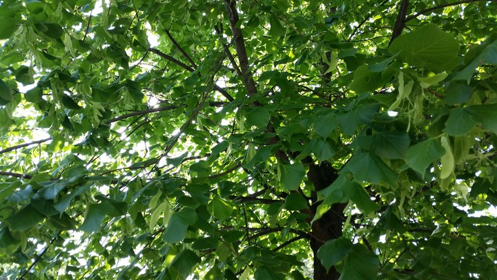 green tree