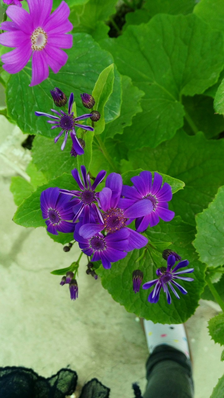 purple flowers