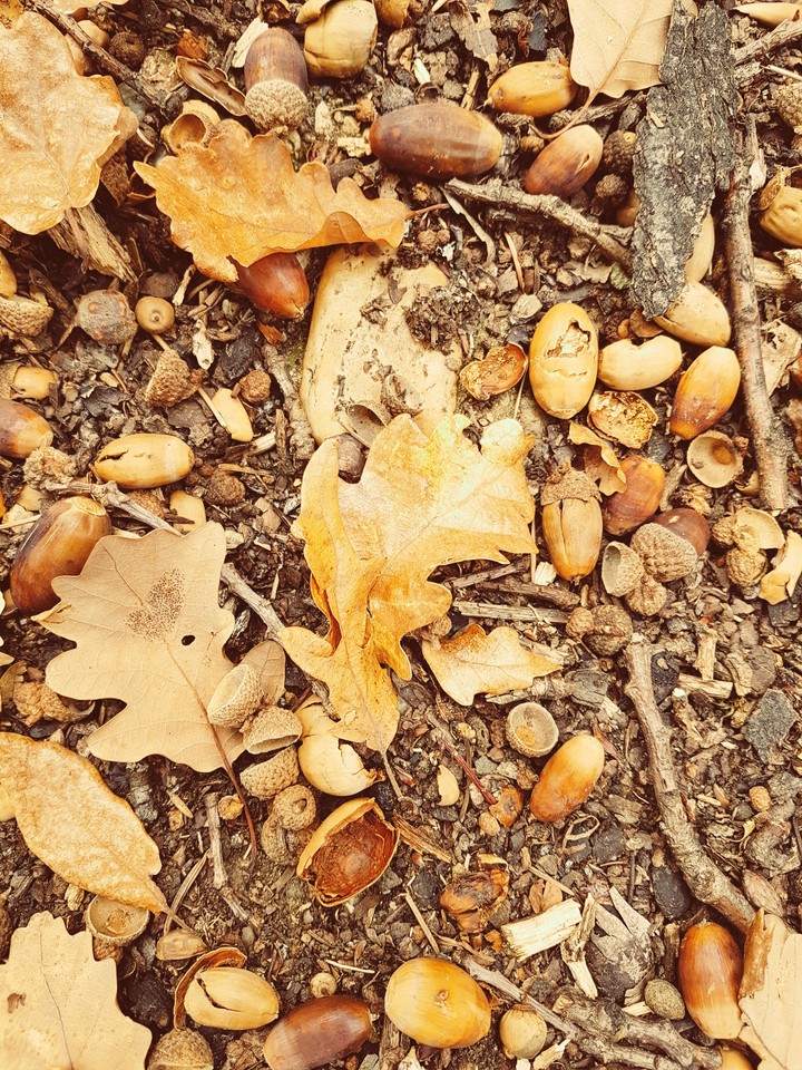 Acorn - Oak tree