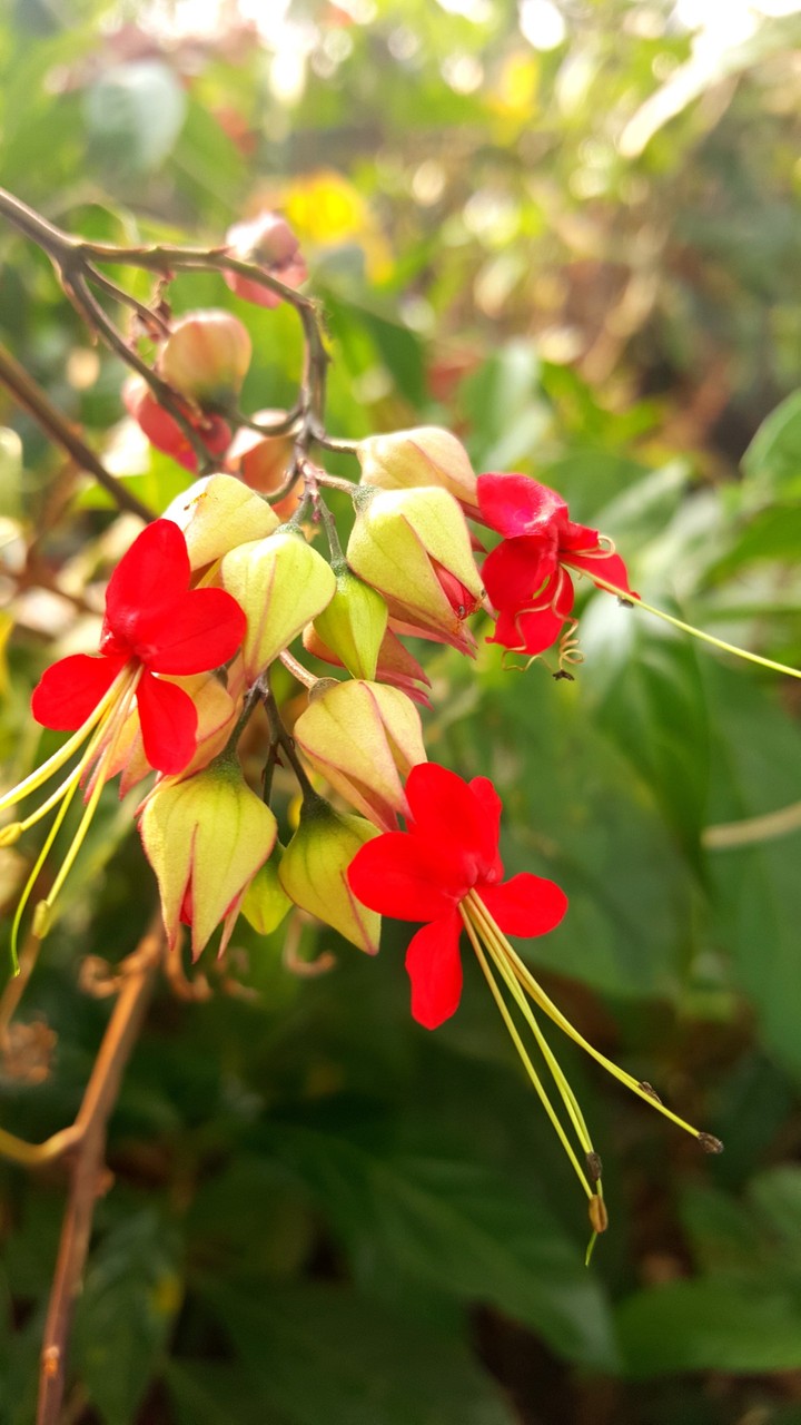 Flower buds macro