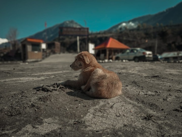 dog