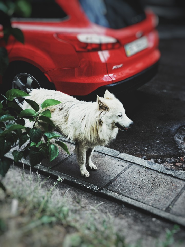 Dog that just walk around
