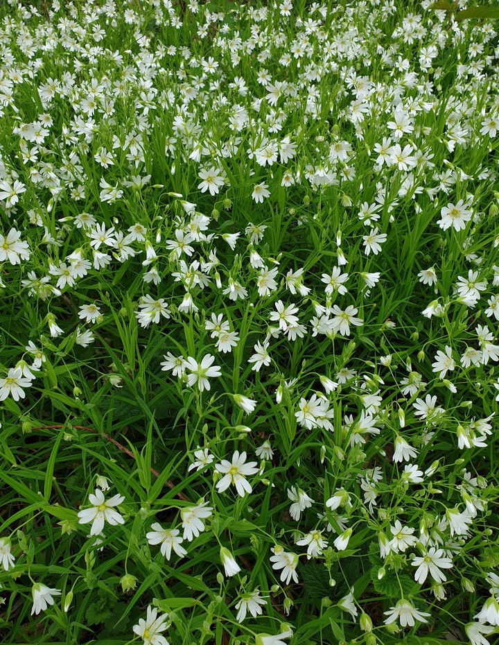 Blumenmeer