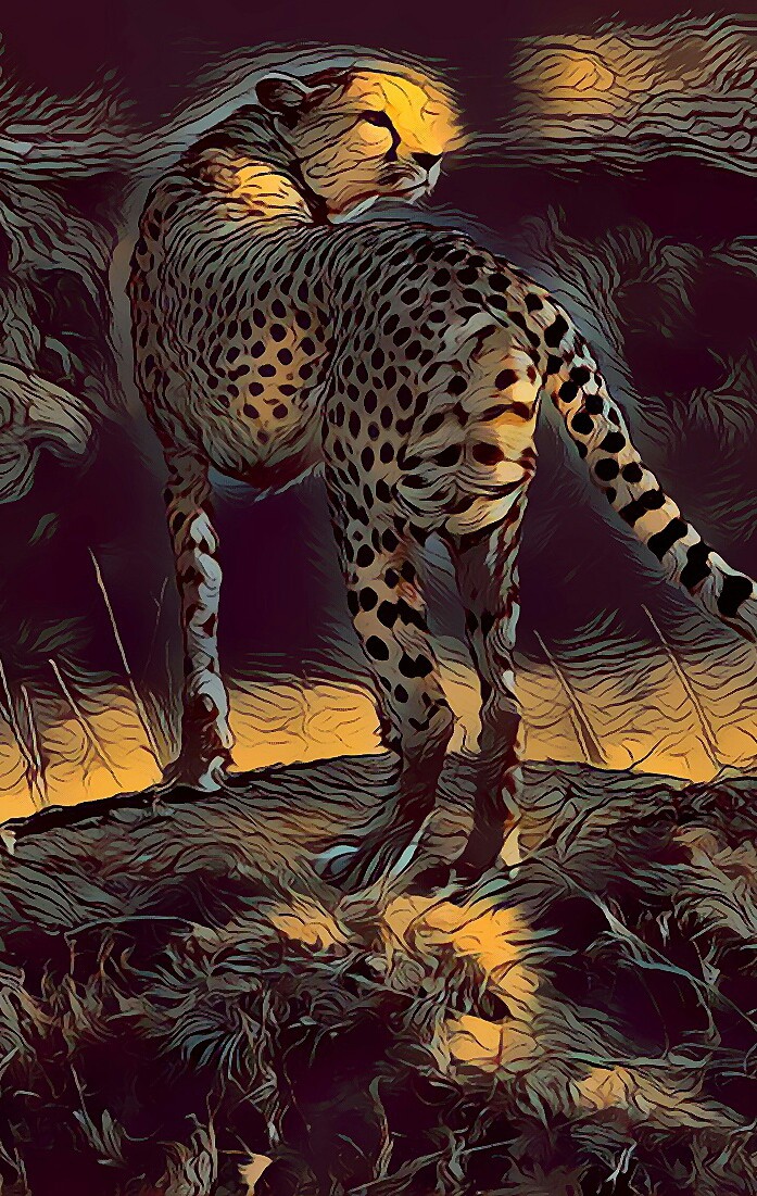 Cheetah