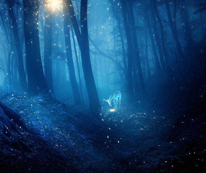Wunder der Nacht