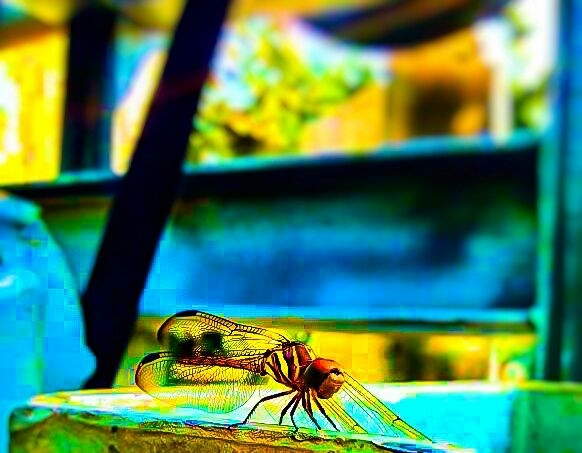 insect