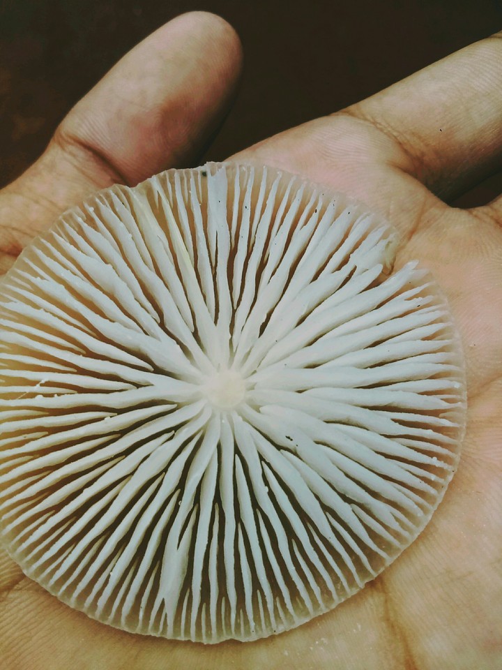 Round