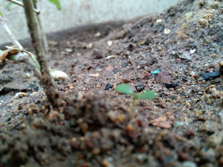Born