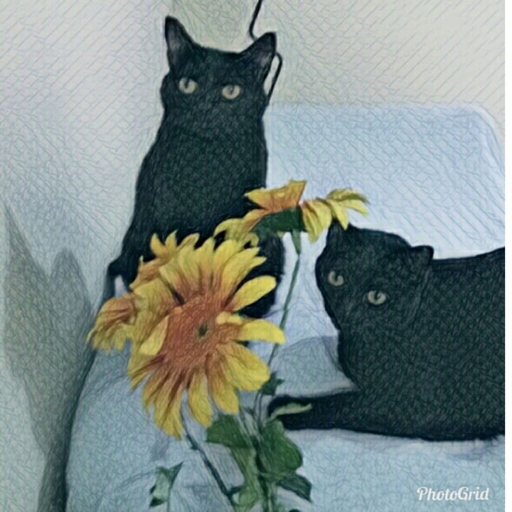 Gatinhos e Girassol