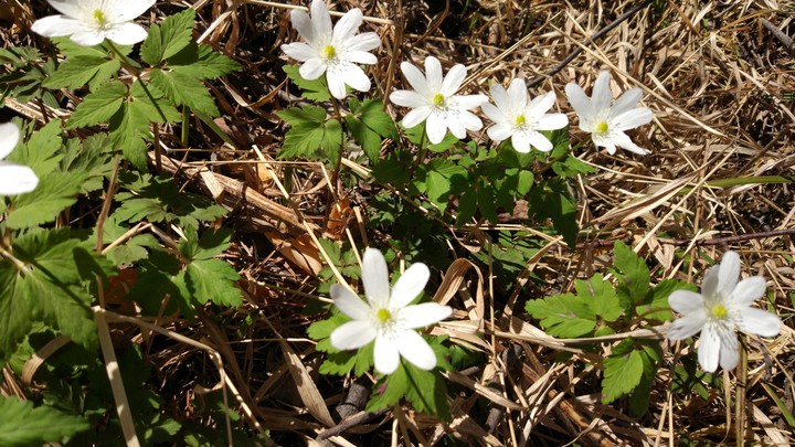 first spring flowers