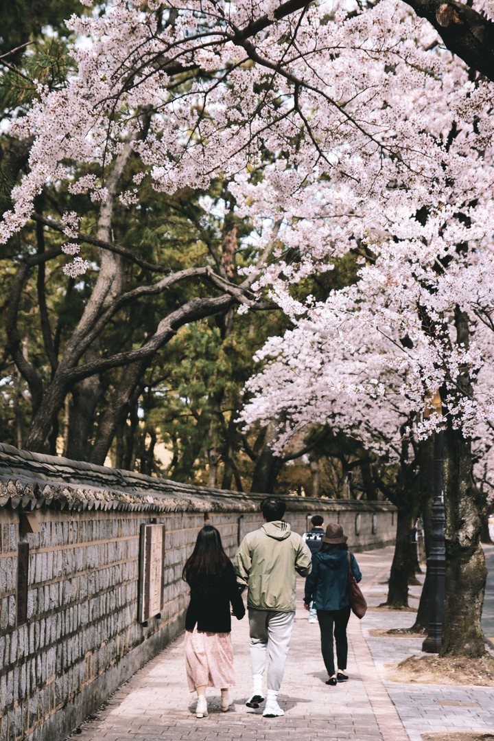 The scenery of spring in Gyeongju, Korea