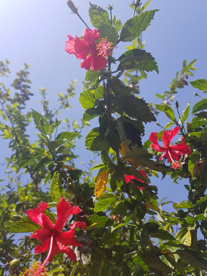 flower