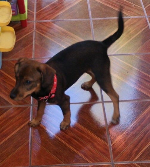 mi perrita pelusa kiltrita