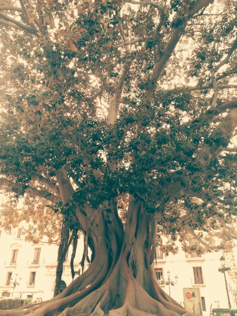 Old Tree