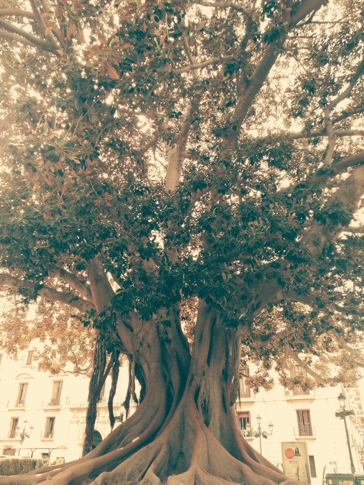 Old Tree