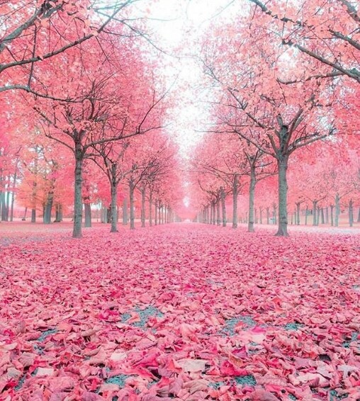 pink trees