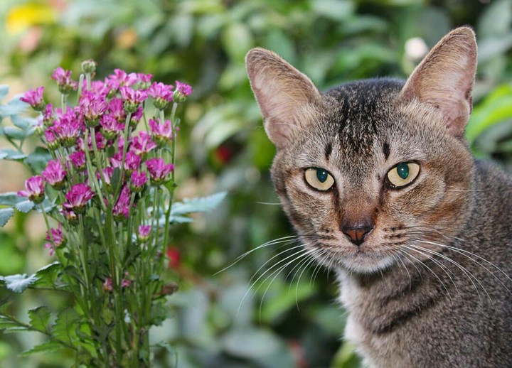 my lovely cat