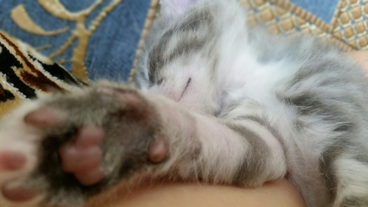 sleepy kitten