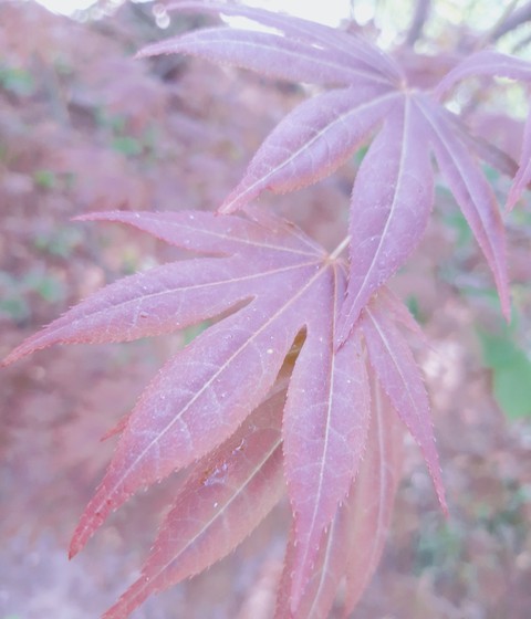 sfondi flower, Maple