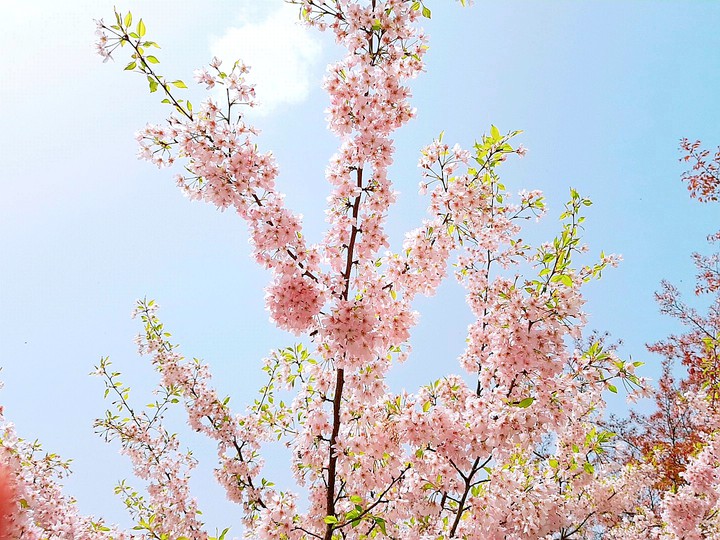 벚꽃