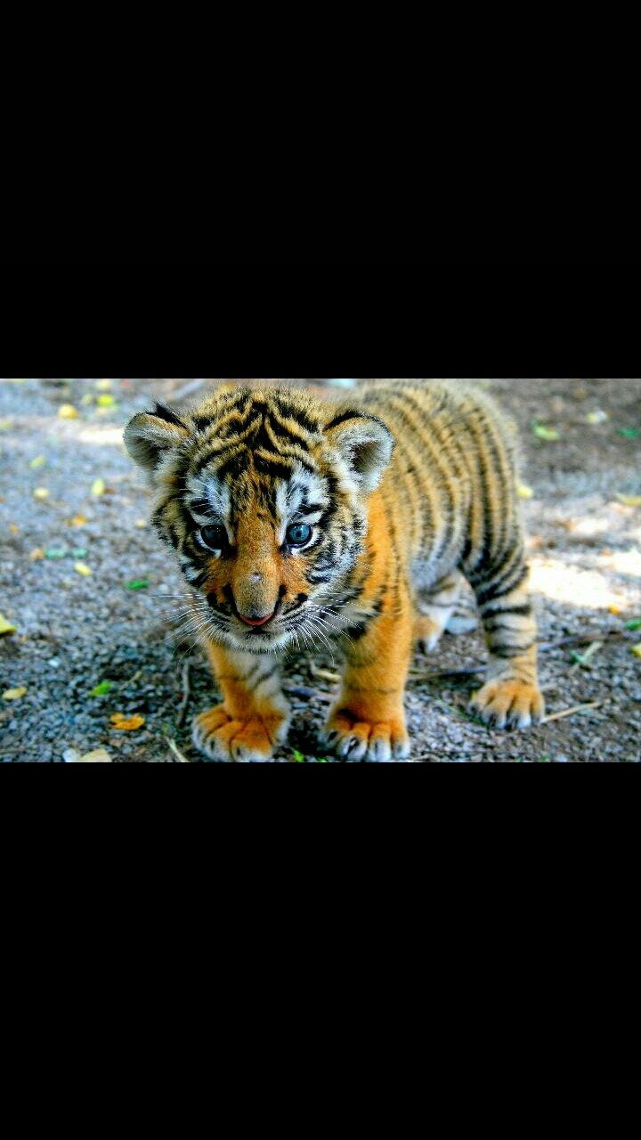 Tiere