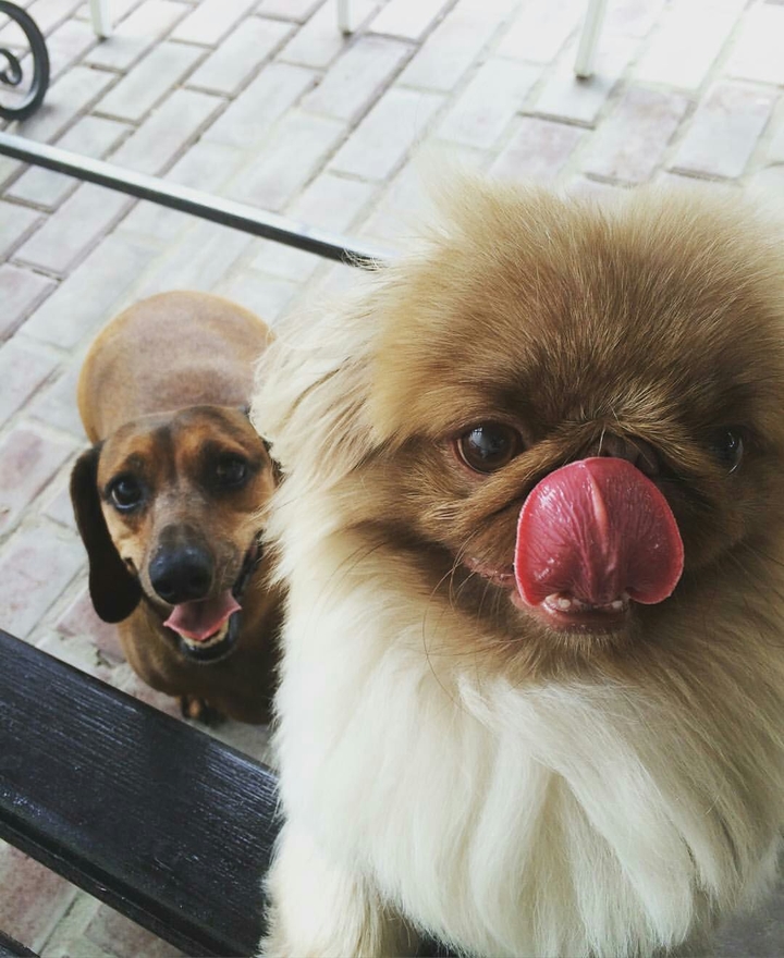 Dog