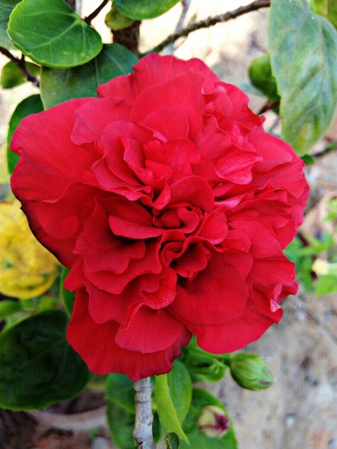 VIPUL